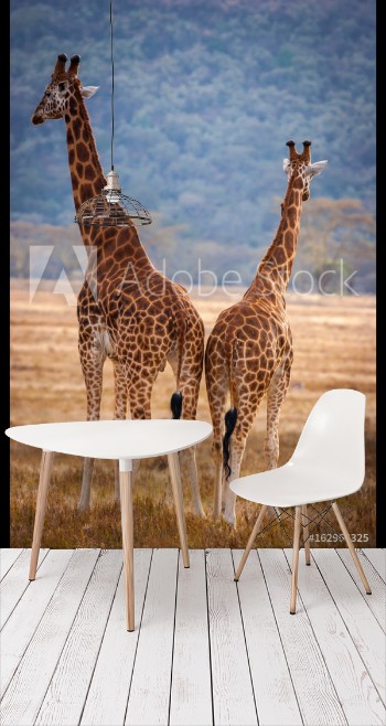 Picture of Two giraffes Kenya Africa